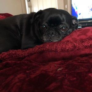 Meet your Posher, Angelina